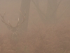 Cerf dans le brouillard