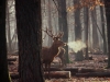 cerf-qui-fume