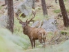cerf-salamandre
