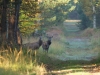 cerfs-couleurs-automne