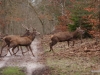 cerfs-traversant-allee